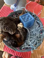 Socks, a male Poodle - Miniature  for sale in Sacramento, CA – Photo 9 of 10