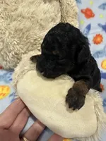 Socks, a male Poodle - Miniature  for sale in Sacramento, CA – Photo 4 of 4