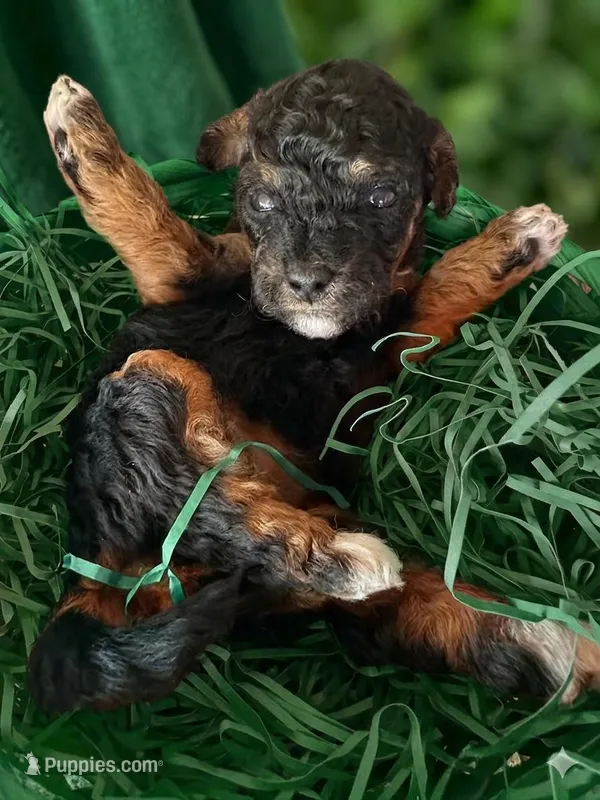 Socks – Poodle - Miniature  puppy for sale in Sacramento, CA