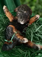Socks, a male Poodle - Miniature  for sale in Sacramento, CA – Photo 1 of 10