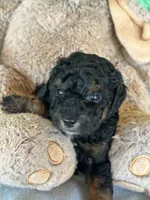 Socks, a male Poodle - Miniature  for sale in Sacramento, CA – Photo 5 of 10