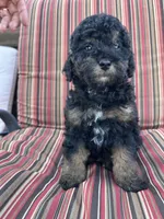 Socks, a male Poodle - Miniature  for sale in Sacramento, CA – Photo 2 of 10