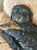 Socks, a male Poodle - Miniature  for sale in Sacramento, CA – Photo 8 of 10