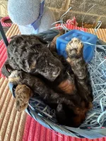 Socks, a male Poodle - Miniature  for sale in Sacramento, CA – Photo 6 of 10