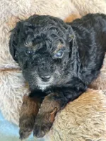 Socks, a male Poodle - Miniature  for sale in Sacramento, CA – Photo 4 of 10