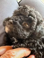 Socks, a male Poodle - Miniature  for sale in Sacramento, CA – Photo 10 of 10