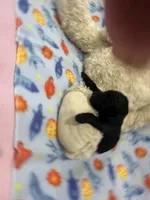 Socks, a male Poodle - Miniature  for sale in Sacramento, CA – Photo 2 of 4