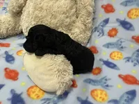 Socks, a male Poodle - Miniature  for sale in Sacramento, CA – Photo 3 of 4