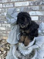 Socks, a male Poodle - Miniature  for sale in Sacramento, CA – Photo 3 of 10