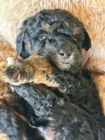 Socks, a male Poodle - Miniature  for sale in Sacramento, CA – Photo 7 of 10