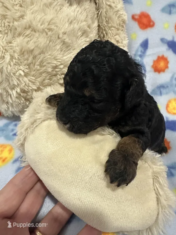 Socks, a male Poodle - Miniature  for sale in Sacramento, CA – Photo 1 of 4