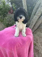 ROSALEY , a female Miniature Goldendoodle for sale in Sacramento, CA – 3 of 6