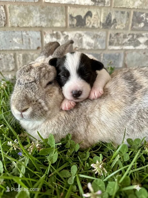 Bougie – Miniature Schnauzer, Poodle - Miniature  puppy for sale in Sacramento, CA