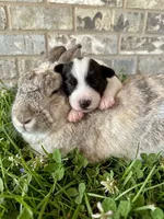 Bougie, a male Miniature Schnauzer and Poodle - Miniature  for sale in Sacramento, CA – 1 of 2