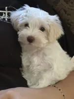 Tiara, a female Miniature Schnauzer and Poodle - Miniature  for sale in Granbury, TX – 4 of 8