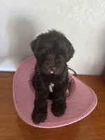 Godiva, a female Miniature Schnauzer and Poodle - Miniature  for sale in Granbury, TX – 6 of 6