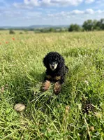 Sawyer, a male Poodle - Miniature  for sale in Sacramento, CA – 2 of 8