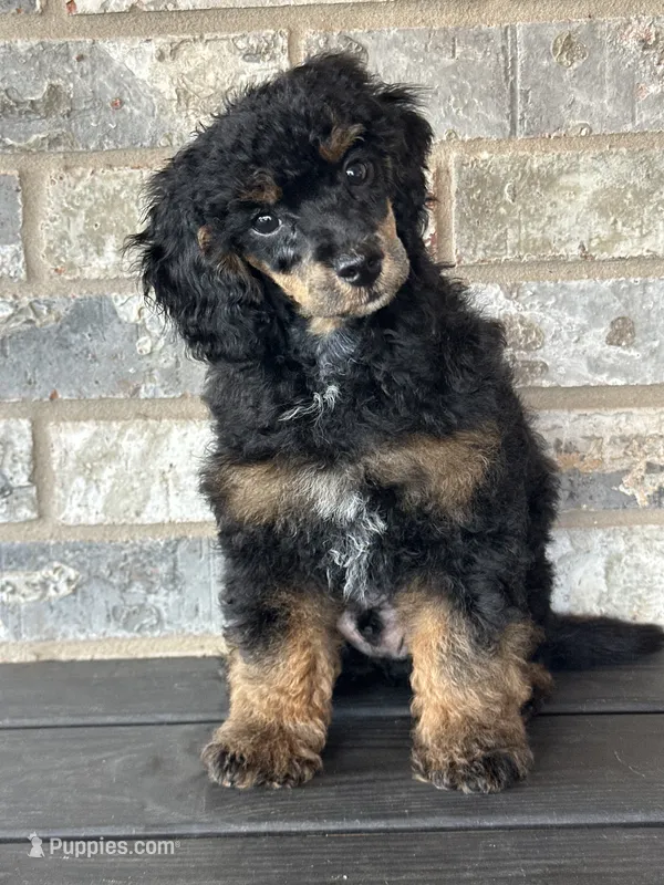 Sawyer – Poodle - Miniature  puppy for sale in Sacramento, CA