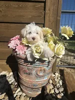 Tiara, a female Miniature Schnauzer and Poodle - Miniature  for sale in Granbury, TX – 8 of 8