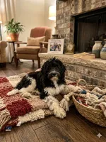 Trey, a male Double Doodle for sale in Sacramento, CA – 1 of 9