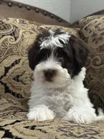 Bougie, a male Miniature Schnauzer and Poodle - Miniature  for sale in Granbury, TX – 6 of 9