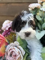 Bougie, a male Miniature Schnauzer and Poodle - Miniature  for sale in Granbury, TX – 2 of 9