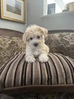 Chanel, a female Miniature Schnauzer and Poodle - Miniature  for sale in Granbury, TX – 5 of 5