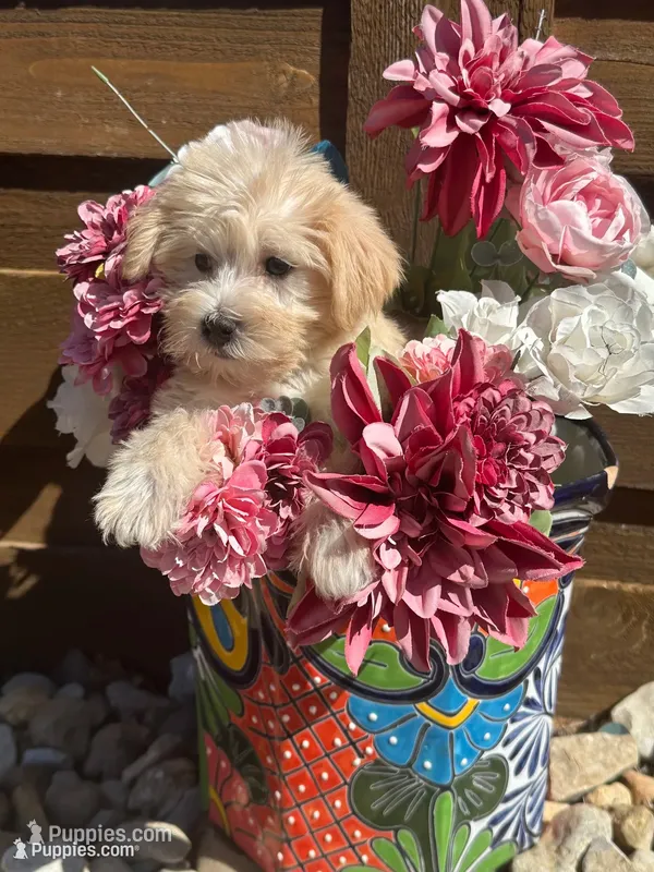 Chanel, a female Miniature Schnauzer and Poodle - Miniature  for sale in Granbury, TX – 1 of 5