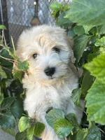 Gucci, a male Miniature Schnauzer and Poodle - Miniature  for sale in Granbury, TX – 5 of 6