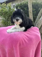 ROSALEY , a female Miniature Goldendoodle for sale in Sacramento, CA – 1 of 6