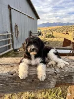 Trey, a male Double Doodle for sale in Sacramento, CA – 3 of 9