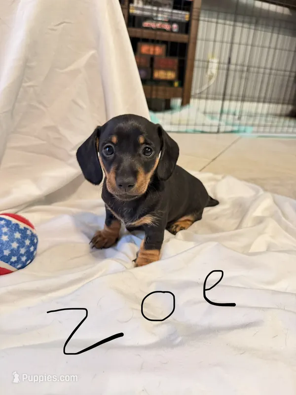 Zoe – Miniature Dachshund puppy for sale in Fort Worth, TX
