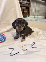 Zoe, a female Miniature Dachshund for sale in Fort Worth, TX – 1 of 1
