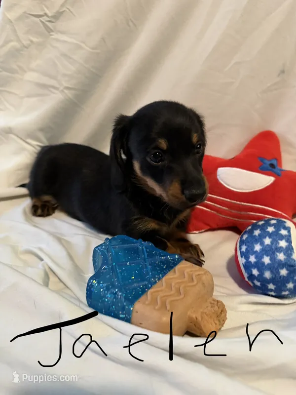Jaelen – Miniature Dachshund puppy for sale in Fort Worth, TX