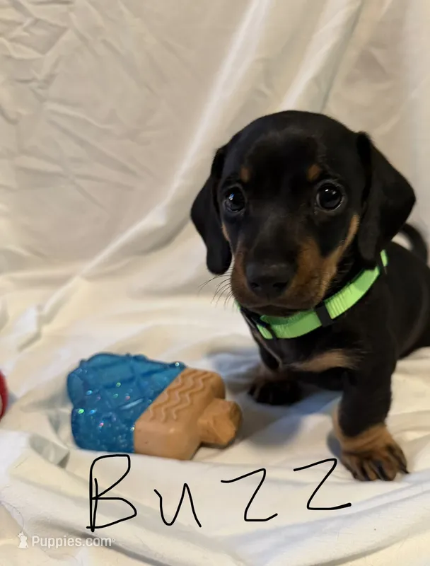 Buzz – Miniature Dachshund puppy for sale in Fort Worth, TX