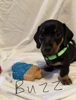 Buzz, a male Miniature Dachshund for sale in Fort Worth, TX – 1 of 1
