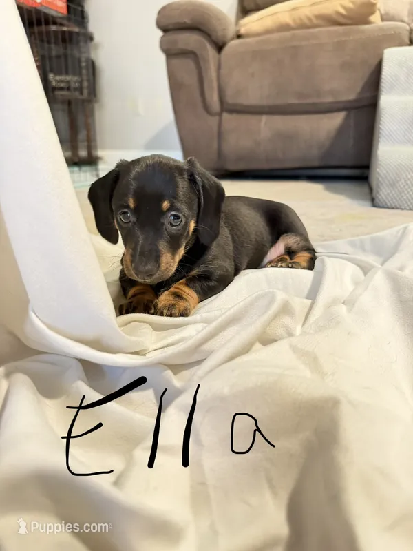 Ella – Miniature Dachshund puppy for sale in Fort Worth, TX