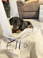 Ella, a female Miniature Dachshund for sale in Fort Worth, TX – 1 of 1