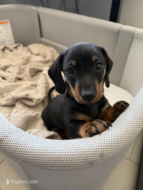 Buzz – Miniature Dachshund puppy on hold in Fort Worth, TX