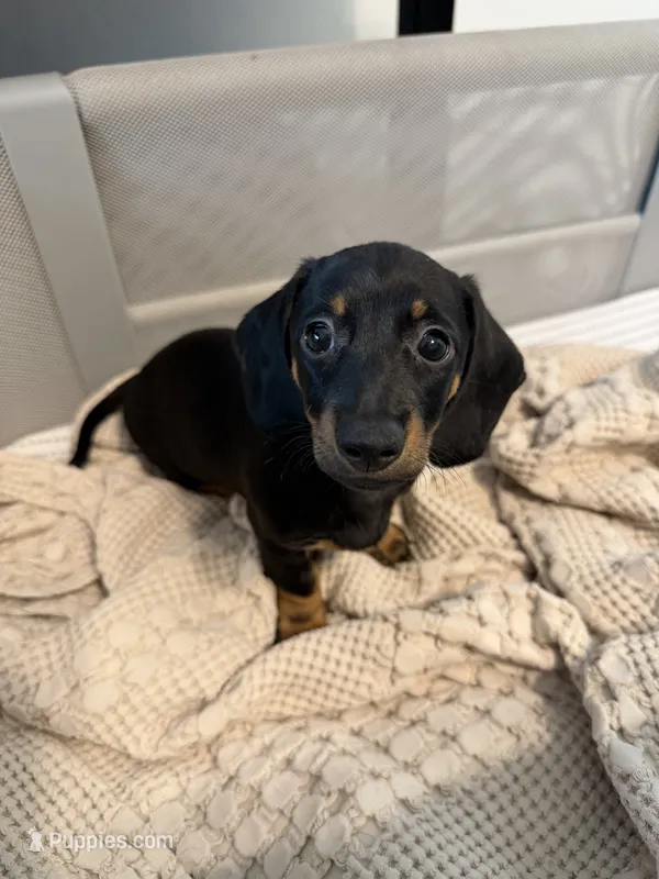Ella – Miniature Dachshund puppy for sale in Fort Worth, TX