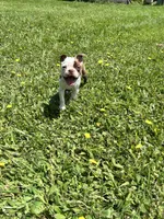 Kimchi, a female Boston Terrier for sale in Struthers, OH – 9 of 9