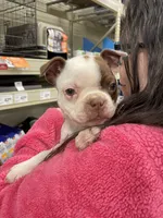 Kimchi, a female Boston Terrier for sale in Struthers, OH – 4 of 9