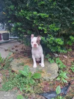 Kimchi, a female Boston Terrier for sale in Struthers, OH – 2 of 9