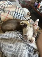 Kimchi, a female Boston Terrier for sale in Struthers, OH – 6 of 9