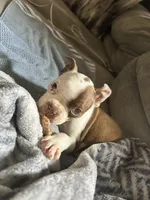 Kimchi, a female Boston Terrier for sale in Struthers, OH – 7 of 9