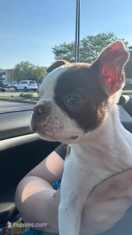 Kimchi – Boston Terrier puppy for sale in Struthers, OH