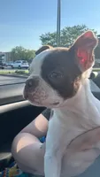 Kimchi, a female Boston Terrier for sale in Struthers, OH – 1 of 9