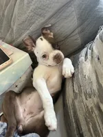 Kimchi, a female Boston Terrier for sale in Struthers, OH – 3 of 9