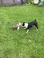 Kimchi, a female Boston Terrier for sale in Struthers, OH – 8 of 9