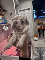Dumplin, a female French Bulldog for sale in Fruitland, MD – 2 of 5